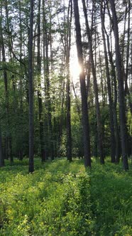 Vertical Video of Forest with Pine Trees in Summer