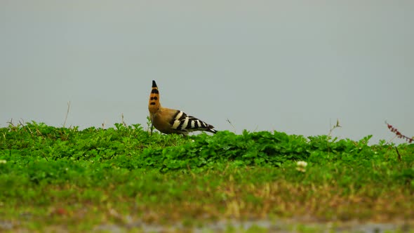 Eurasian Hoopoe