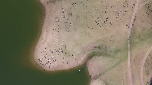 Drone aerial top view of sheeps on a rural field on a lake with a standup paddle boarding on a Dam i