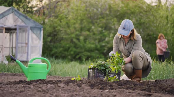 Farmer Woman Planting Seedlings in Vegetable Garden