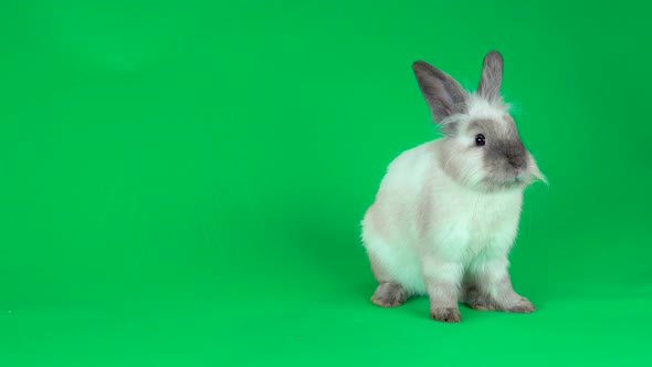 Cute Gray Rabbit Sniffing and Looking Around on Green Background at Studio.