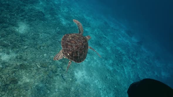 Green Tropical Turtle Swimming with Girl in Clear Blue Sea. Beautiful Underwater Swimming Freediver