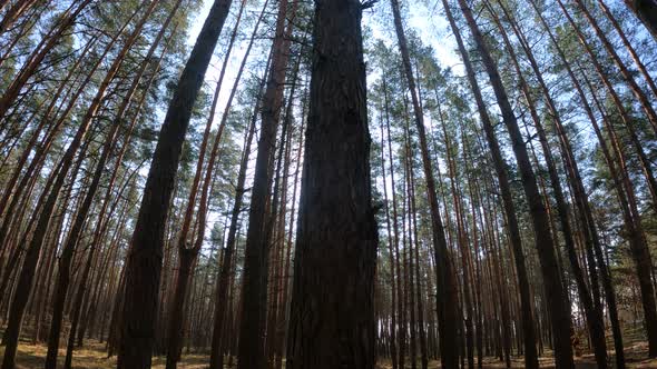 Inside a Pine Forest By Day Slow Motion