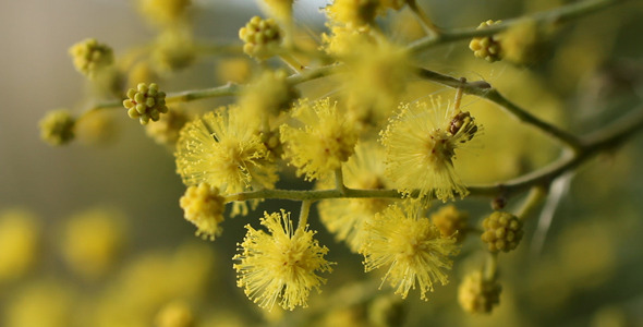 Acacia Dealbata 01