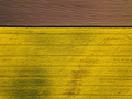 Drone view above yellow colza rape fields, agriculture concept from drone perspective - PhotoDune Item for Sale