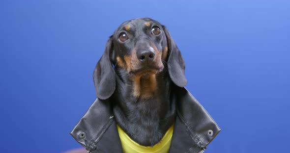 Portrait of a Serious Black Dachshund Puppy in Stylish Clothes on a Blue Chromokey