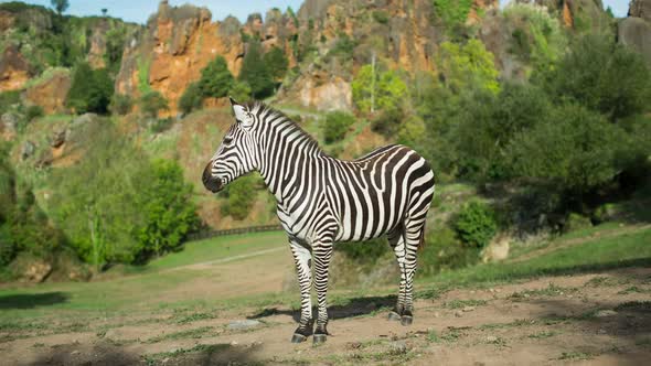 Zebra in the Safari