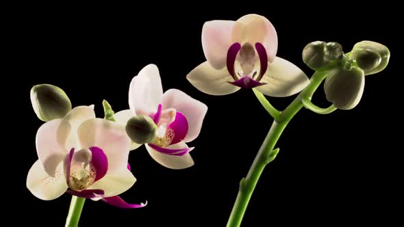 Blooming White Orchid Phalaenopsis Flower
