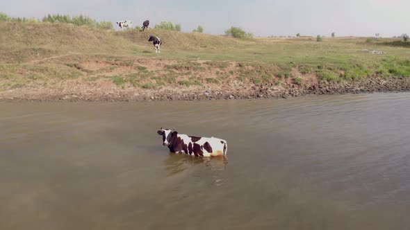 The Cow Entered the River in Order to Cool Down a Little and Escape From the Midges