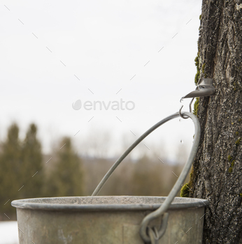 maple tree. Collecting the sap.