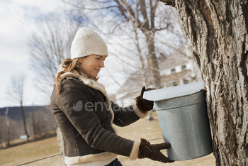 which is tapping the sap from the tree.