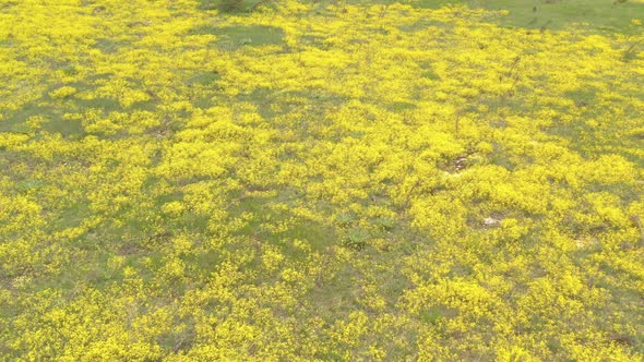 Wild flower Basket of gold Alyssum Aurinia saxatilis 4K drone video