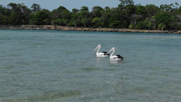 Drone flying around couple of pelicans on waters of Noosa Heads, Queensland in Australia. Aerial orb
