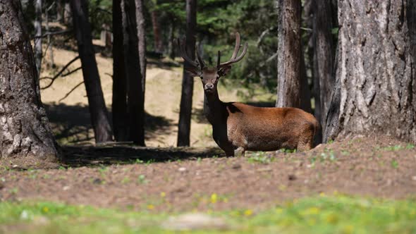 Red Deer