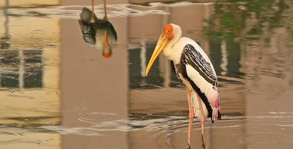 Painted Stork Standing In Pond
