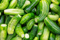 The natural green cucumber background - PhotoDune Item for Sale