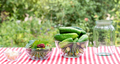 Procurement of ingredients for the preservation of cucumbers - PhotoDune Item for Sale