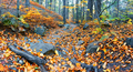 Rocky path strewn with leaves in autumn forest - PhotoDune Item for Sale