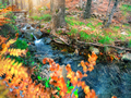 Roll on the mountain river in the autumn forest - PhotoDune Item for Sale