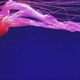 Jellyfish Swimming in Blue Water - VideoHive Item for Sale