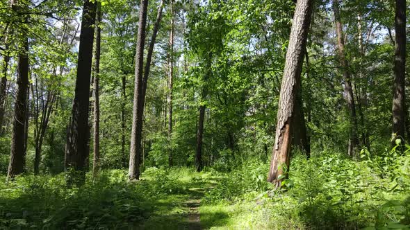 Trees in the Forest By Summer Day