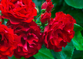 Exterior view of red rose buds and flowers - PhotoDune Item for Sale