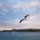 Flight Of Seagulls Over Bosphorus - Slow Motion - VideoHive Item for Sale