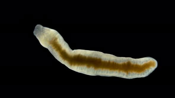 flatworm of the Prorhynchidae family under a microscope, Order Lecithoepitheliata