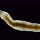 flatworm of the Prorhynchidae family under a microscope, Order Lecithoepitheliata - VideoHive Item for Sale