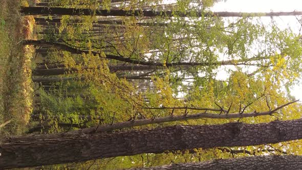 Vertical Video Autumn Forest with Trees in Ukraine Slow Motion