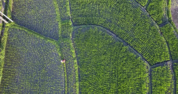 Aerial drone view of a farmer in rice paddy fields local farming