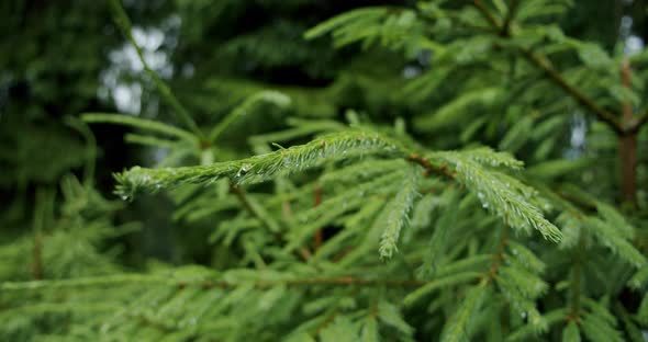 Raining in the Lush Pine Tree Forest Seen Through Trees. Slow Motion. Close Up