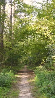 Vertical Video Autumn Forest By Day