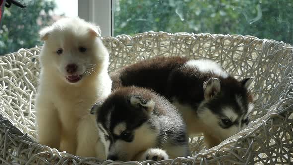 Group Of Siberian Husky Puppies Sitting On White Wicker Chair Under Sunlight Slow Motion 