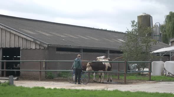 Girl petting cows beside the barn.