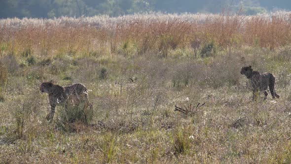 Two cheetahs walking in a field 