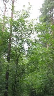 Vertical Video of Green Forest By Day