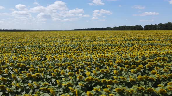 Aerial View of a Field with Sunflowers