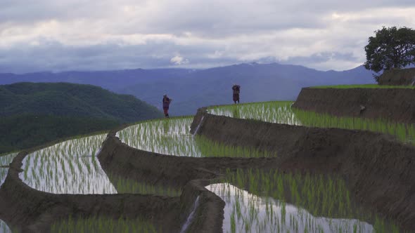 Karen tribe women with paddy rice terraces with water reflection, green agricultural field