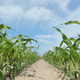 Juvenile Corn - VideoHive Item for Sale