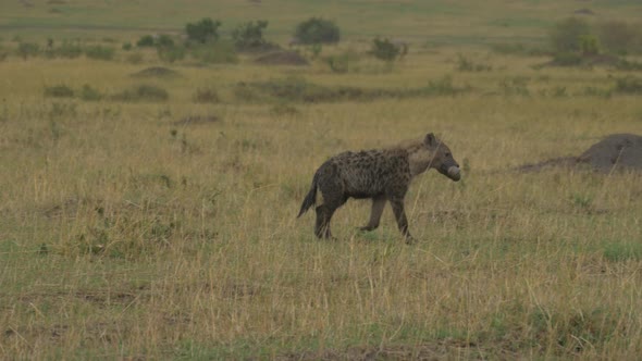 Hyena carrying an animals leg