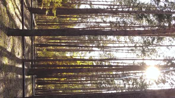 Vertical Video of an Autumn Forest During the Day in Ukraine