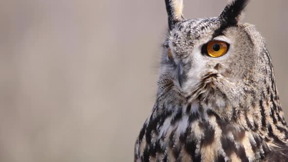 Eagle owl blinks eyes and turns away