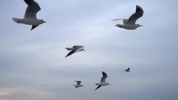 Seagulls Flying In The Gray Clean Sky. Close Up Flock Of Birds Flies Slow Motion. 12