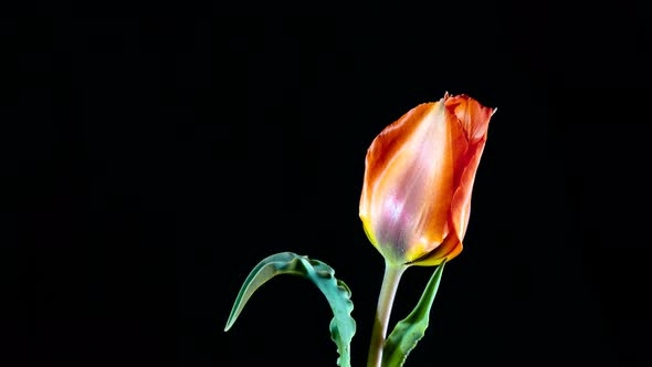 Red Tulip on a Black Background
