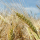 Barley Close Up - VideoHive Item for Sale