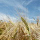 Ripe Barley - VideoHive Item for Sale