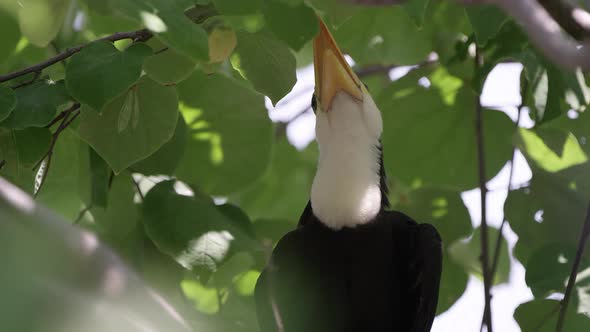 Young Toucan sitting in tree and opening mouth