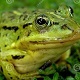 Swamp Frogs SFX and Ambient - AudioJungle Item for Sale