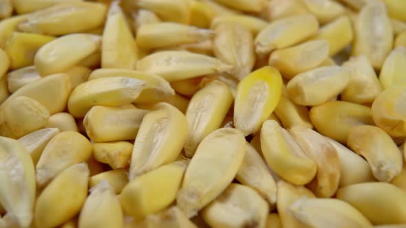 Dried cancha maize kernels close up. Dry corn seeds. Macro
